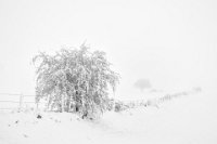 401 - NEIGE DE PRINTEMPS - AT NATHALIE - france <div : arbre, cantal, episode neigeux, neige